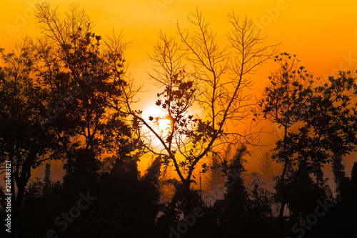 sunset and tree background