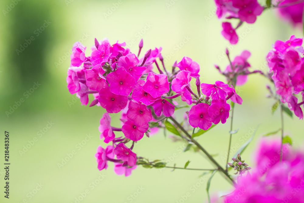 Obraz premium pink flowers in garden