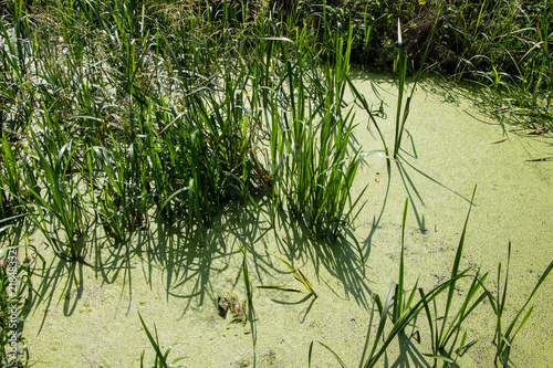 Bog covered with green ooze. Texture of green swamp ooze with insect. Green swamp mud with insect and grass. photo