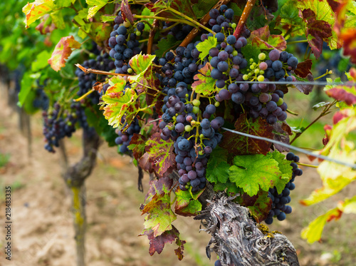 blaue weintrauben an der weinrebe photo