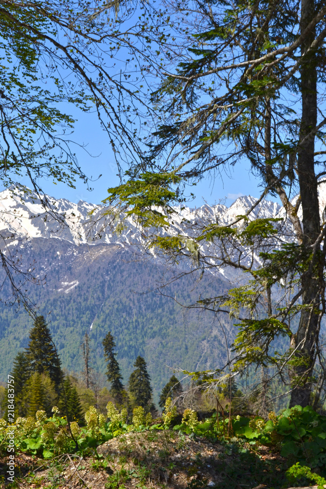 Majestic pine in a mountain forest against the backdrop of beautiful mountain peaks and blue sky. Forest mountain landscape. Caucasus. Krasnaya Polyana. Sochi. Rosa Khutor. Adler