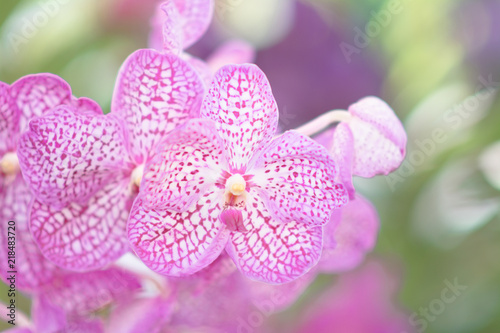 vanda orchid and green leafs