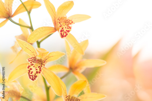 Orchid background