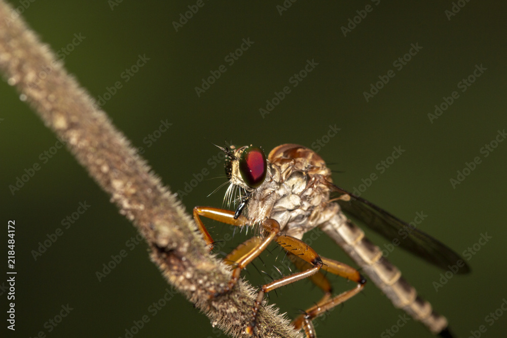 Close up image of robber fiy insect in nature good shot from thailand macro Close up image of robber fiy insect in nature good shot from thailand macro