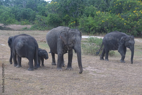 A group of elephants in Yala National Park  Sri Lanka