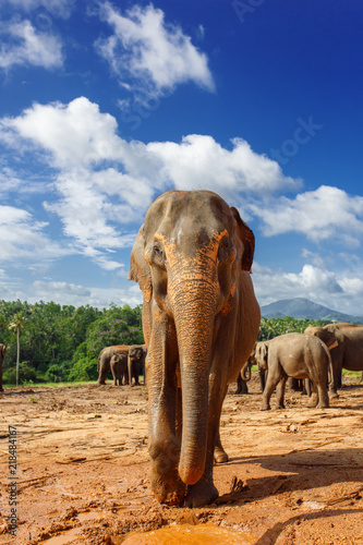 Photography Herd of elephants in the nature