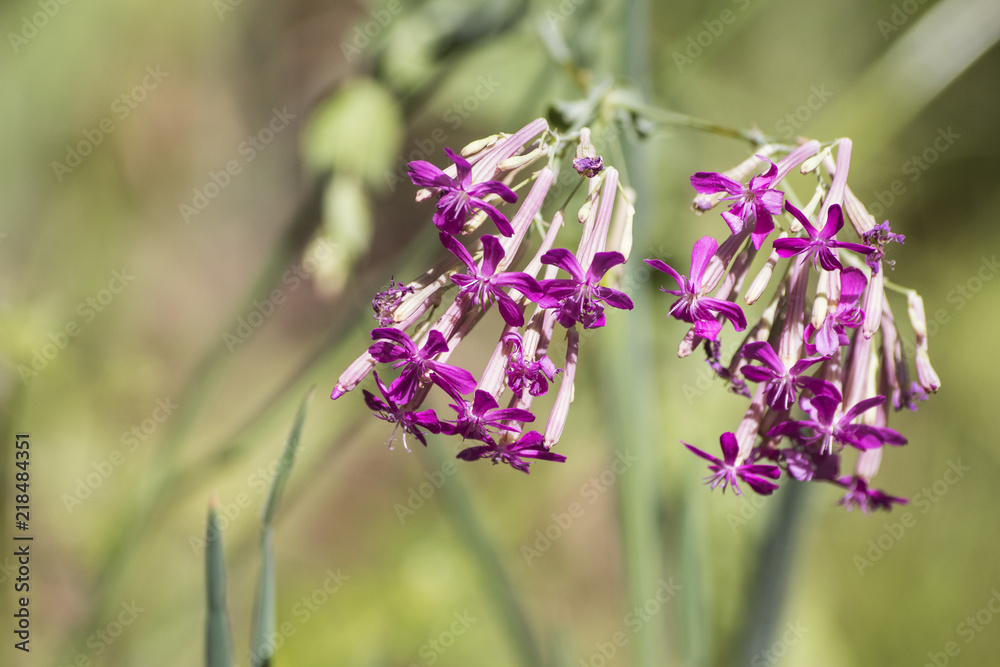 Many detailed purple flowers in a green meadow