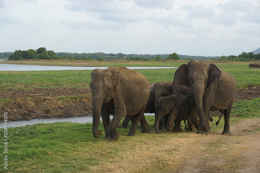 Fototapeta premium A pride of elephants in Minneriya National Park, Sri Lanka
