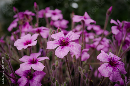 Beautiful Purple flowers in  the gardens.