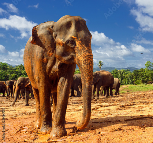Herd of elephants in the nature