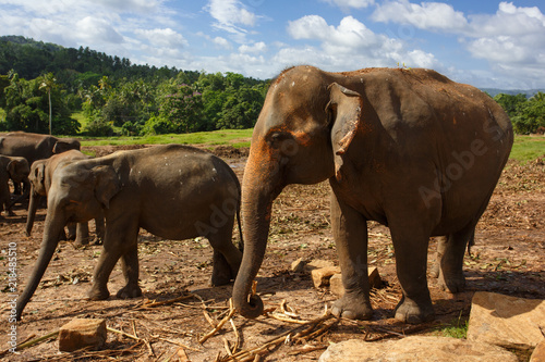 Herd of elephants in the nature © daranna