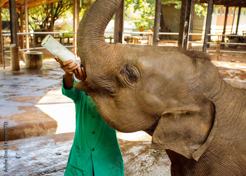 man feeding a baby elephant.