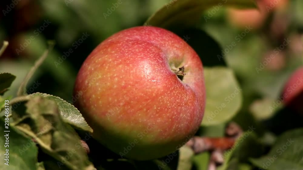 Close up of a red apple still in a tree. Close up of a red apple still in a tree.