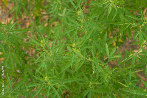 Texture of cannabis, marijuana