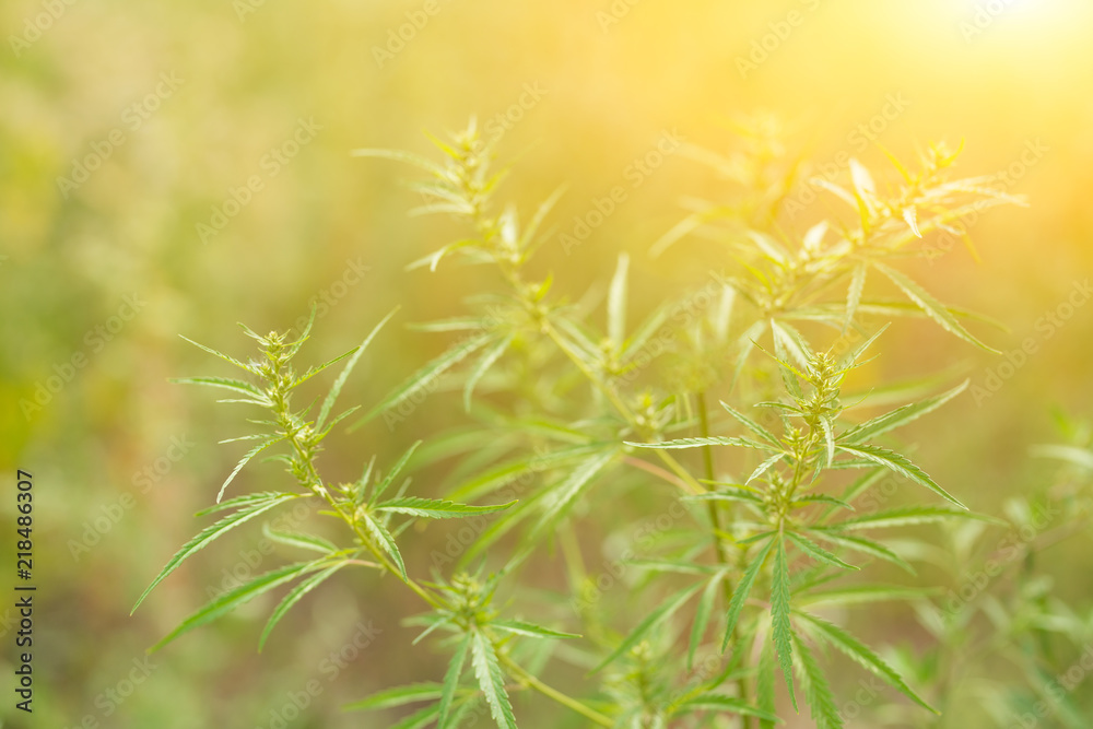 hemp cannabis, marijuana on the plantation hemp cannabis, marijuana on the plantation
