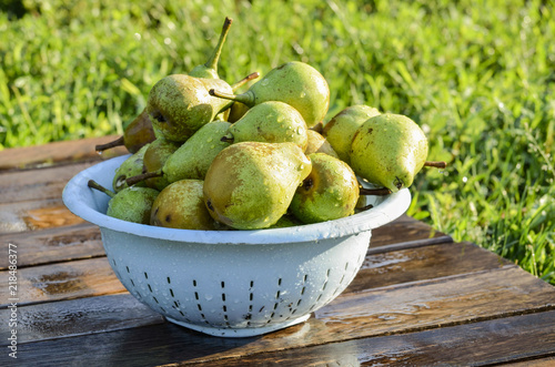 The harvest of pears in the dishes, in the garden on a summer day.