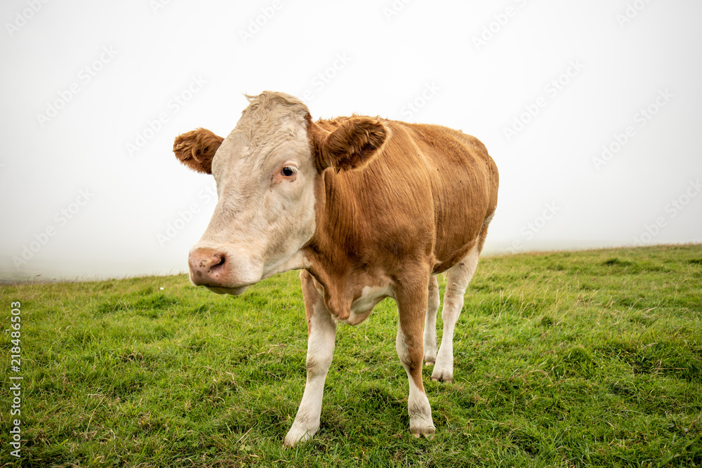 Cute Irish Cow