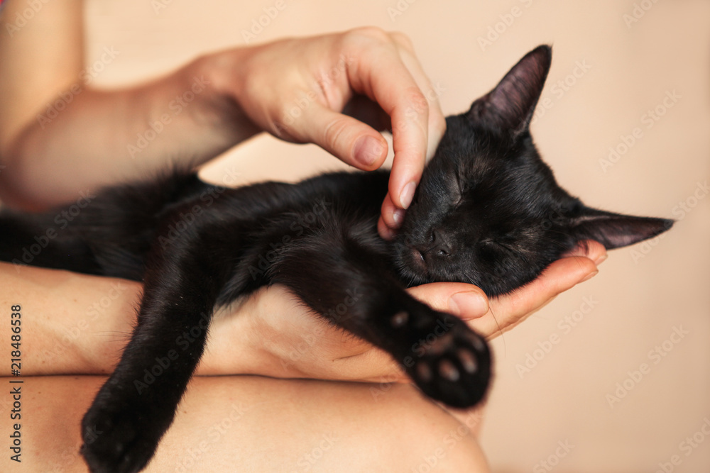 Sweet Kitten taking a nap