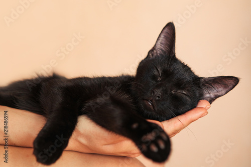 Sweet Kitten taking a nap on woman's hand