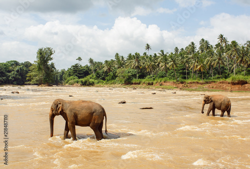 Photography Herd of elephants in the river