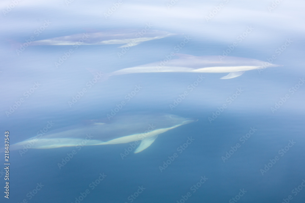 Pod of Short-Beaked Common Dolphins in Atlantic Ocean