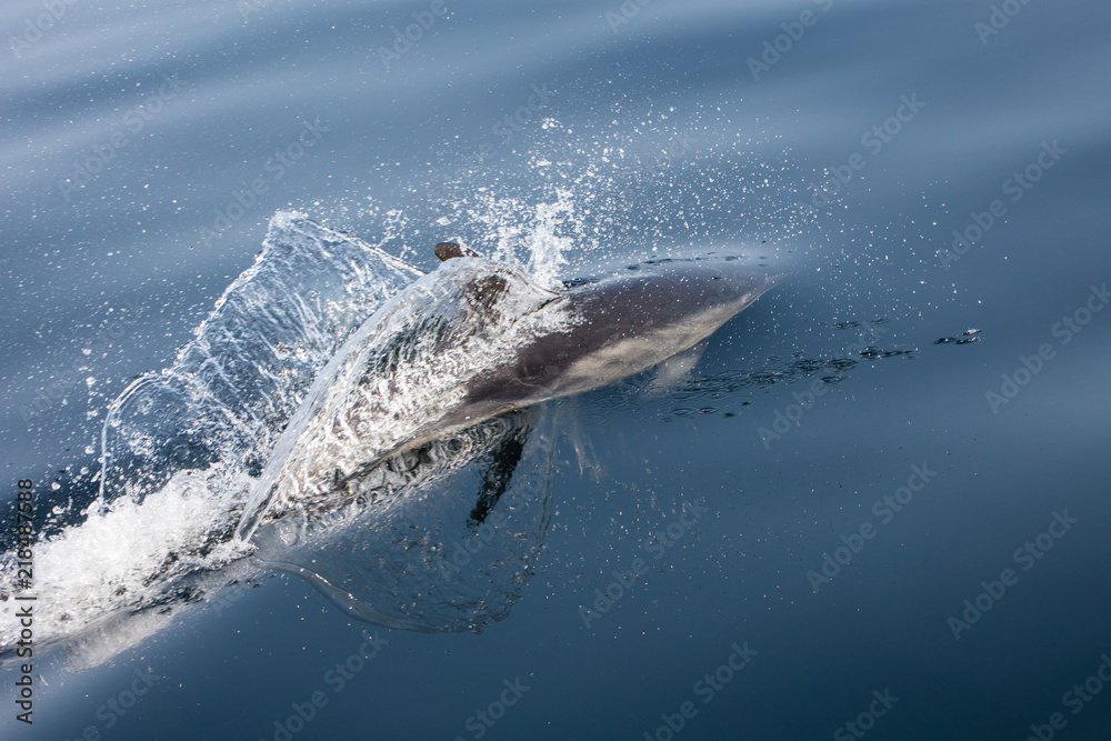 Fototapeta premium Short-Beaked Common Dolphin Swimming in Atlantic Off Cape Cod