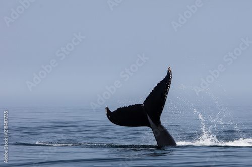 Humpback Whale Tail and Atlantic Ocean