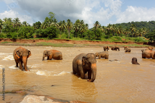 Canvas Print Herd of elephants in the river