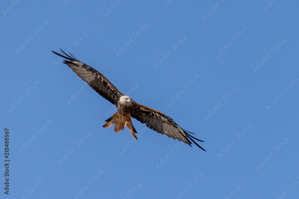 Obraz premium Red Kite bird of prey soaring thermals in summer