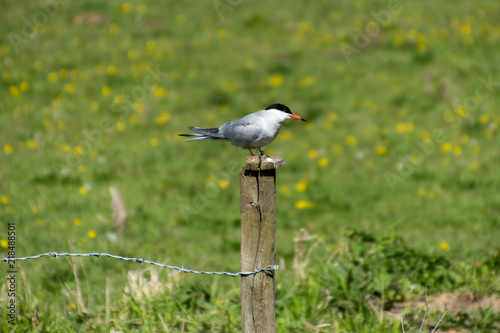 A Common Tern rests on a post next to Tednambury Lock in Hertfordshire on the River Stort. Looking for its next feed. photo