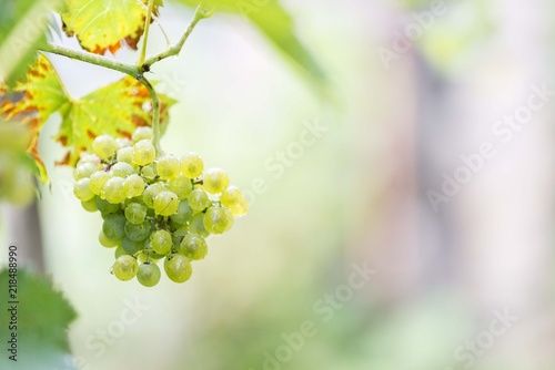 vineyard grape