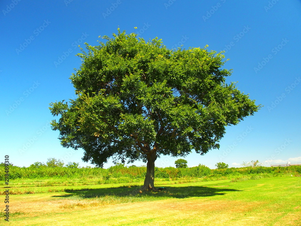 河川敷の草原と立ち木