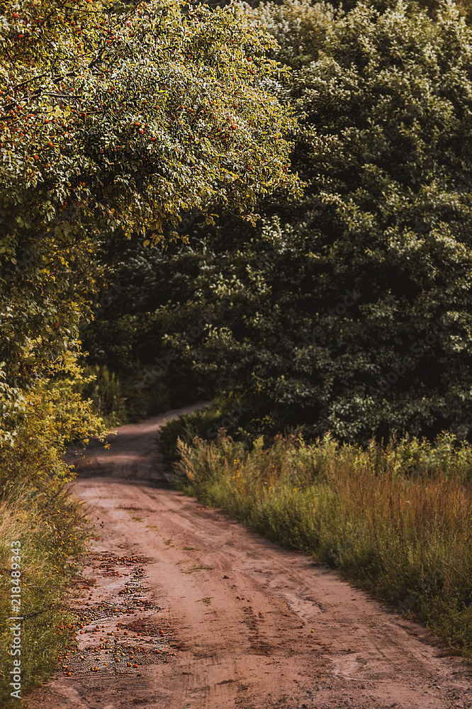 Obraz premium meadow, forest, forest road, Warmian-Masurian Voivodesh, cerkiewnikip
