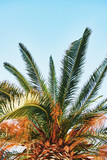 Palm tree with blue sky in background. Copy space