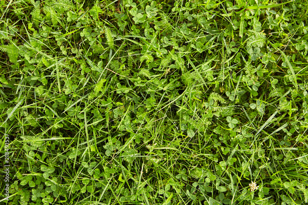 Green grass and clover on field. Green grass and clover on field.