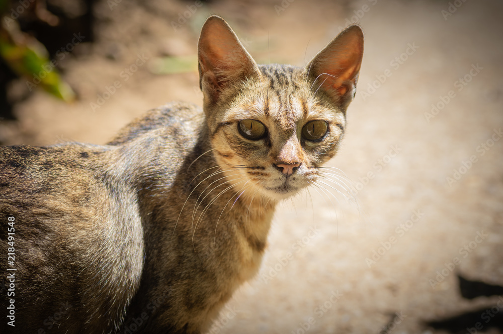 Portrait of domestic cat looking at camera