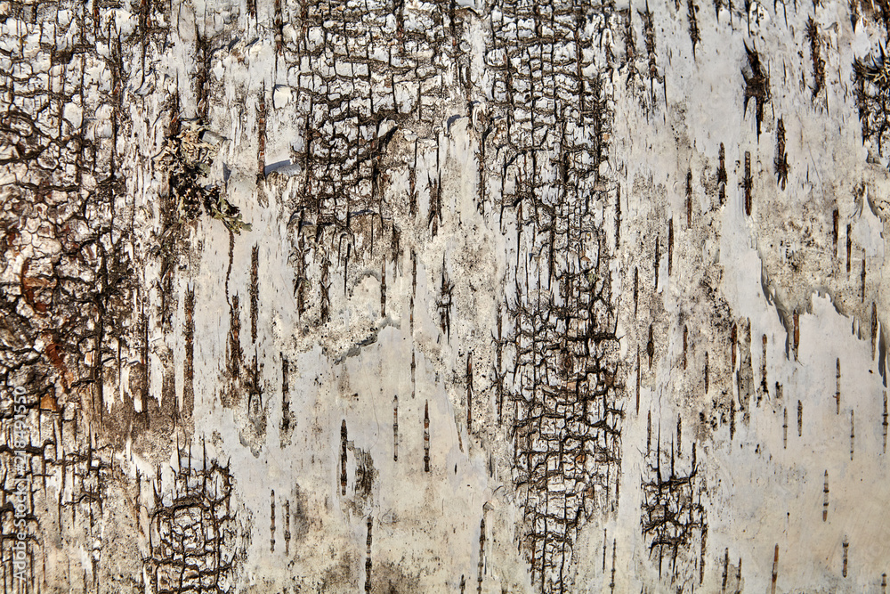 Obraz premium Structure of tree bark, texture for backdrop.