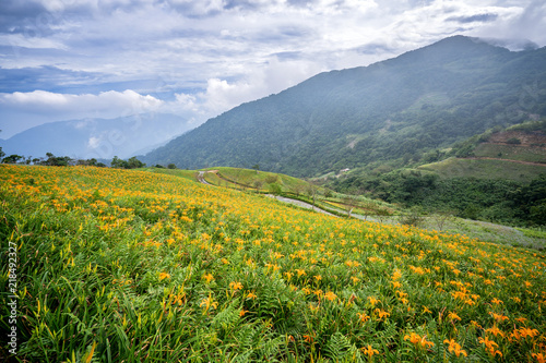 The Orange daylily(Tawny daylily) flower farm at Taimali Mountain with blue sky and cloud, Taitung, Taiwan