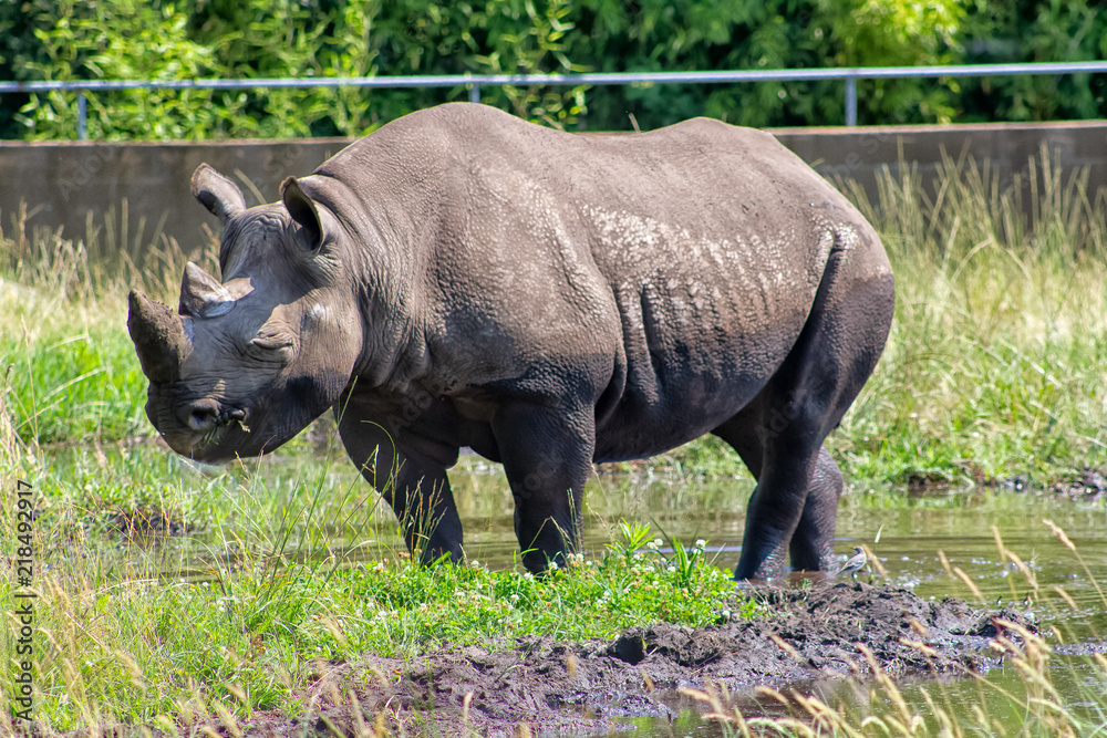 Naklejka premium rhinocéros