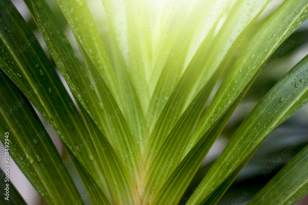 Fresh of orchid green leaf with water drop. Fresh of orchid green leaf with water drop.