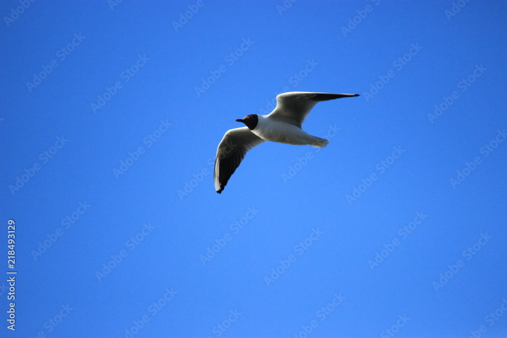 Obraz premium Bird with blue sky