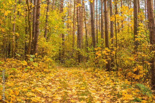 Autumn forest road