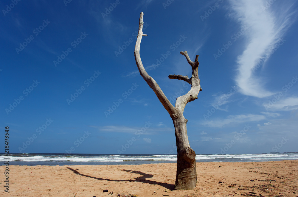 Dead tree on the beach of Balapitiya. Untouched tropical beach. Dead tree on the beach of Balapitiya. Untouched tropical beach.