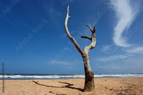 Dead tree on the beach of Balapitiya. Untouched tropical beach. © daranna