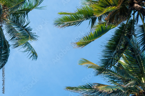 Coconut palms on blue sky background. No filters or effects