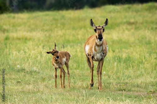 Pronghorn  Antelope 