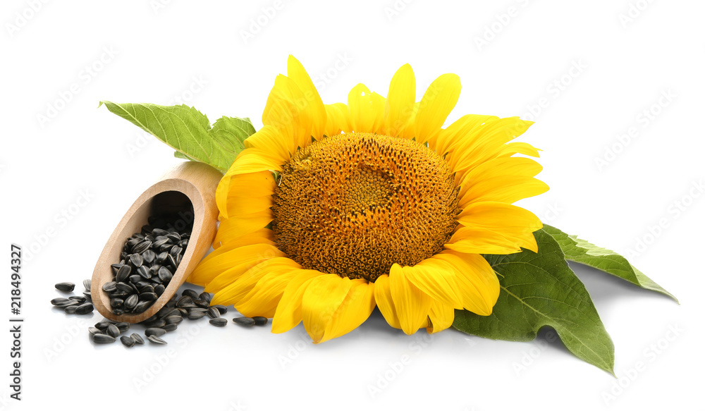 Fototapeta premium Sunflower with leaves and seeds on white background