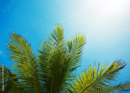 Palm branch of the sky background