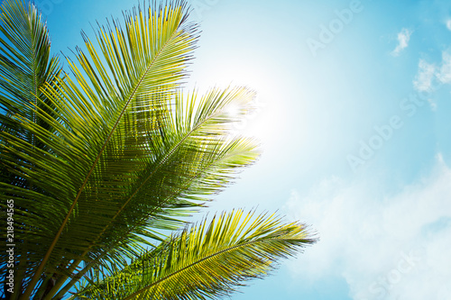 Palm branch of the sky background © daranna