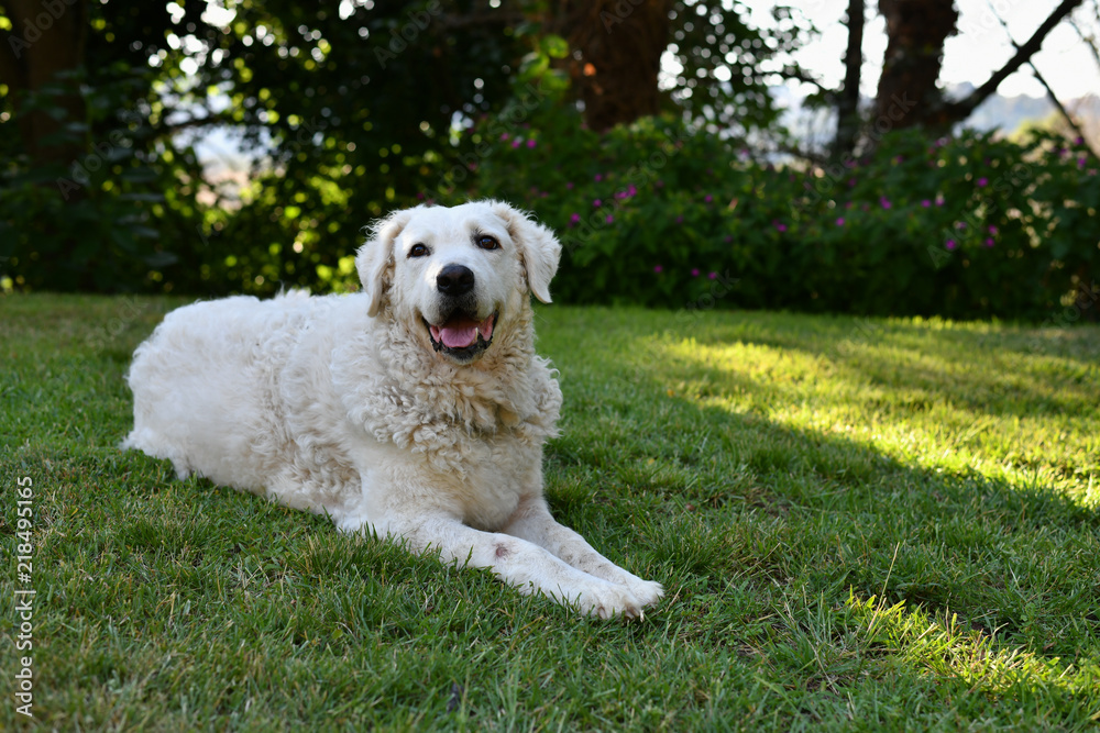 Large Kuvasz Dog in the Garden